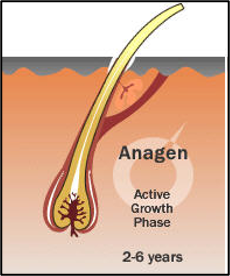 <p>actively growing phase</p><p>may last up to 6 years</p><p>when pulled from root, some hairs have follicular tag</p>