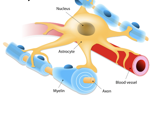<p>dilates blood vessels to direct nutrients to areas of high activity</p><ul><li><p>help synchronize activity of the axon</p></li></ul><p></p>