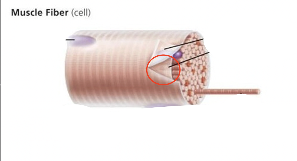 <p>Plasma membrane of muscle fibers.</p>