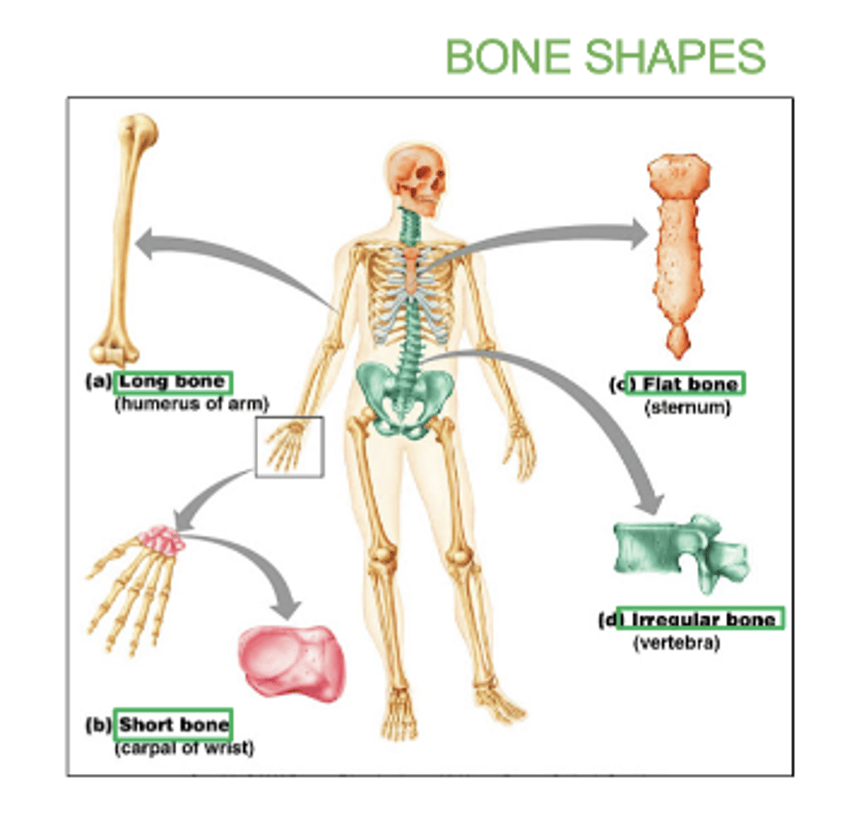 <p>carpals and tarsals</p>