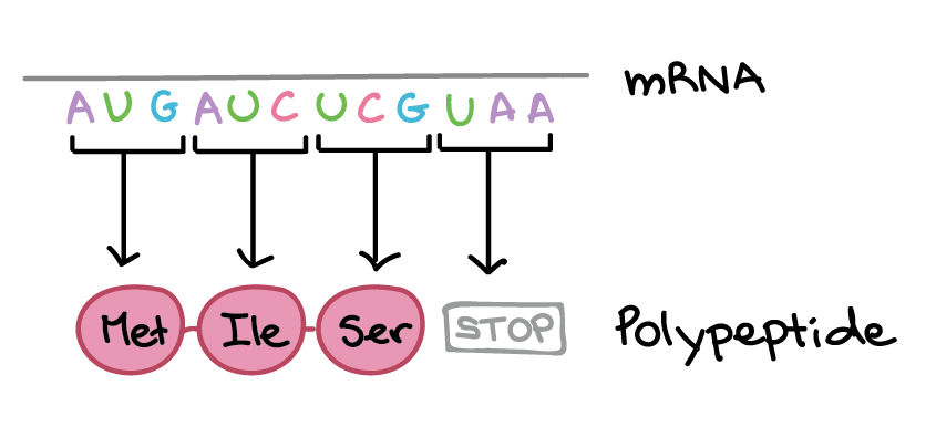 <p>Apart of protein synthesis that takes place in the ribosomes (rough er or cytoplasm), by which a polypeptide chain is created.</p>