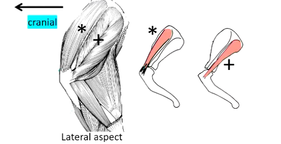 <p><strong>• Lateral support:</strong></p><p><strong>• Supraspinatous muscle *</strong></p><ul><li><p>O= Supraspinous fossa</p></li></ul><p><strong>• Infraspinatous muscle +</strong></p><ul><li><p>O = Infraspinous fossa</p></li></ul><p></p><p>• | = proximal lateral humerus</p><p>• Nerve supply = suprascapular nerve</p>