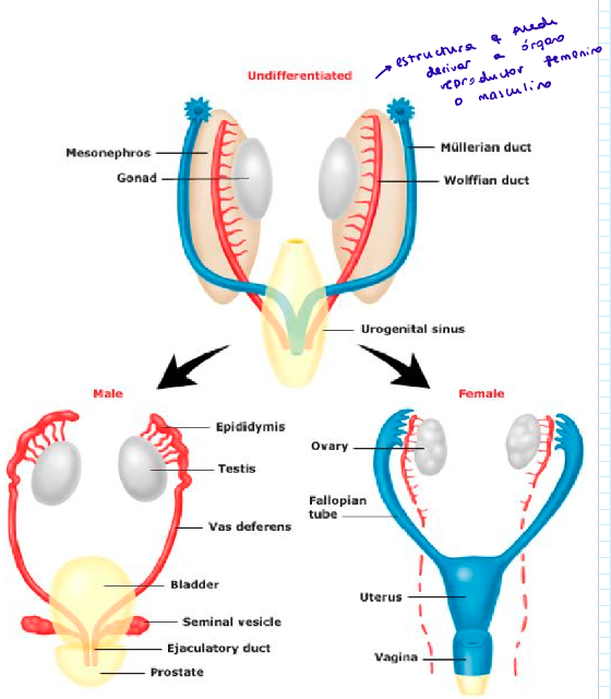 <p>Se pierde uno de los conductos, dependiendo de si se tiene el cromosoma Y o no → gen SRY, sex-determining region of the Y chromosome</p><p>Las gónadas no diferenciadas se diferenciarán → se determinará el sexo gonadal del embrión</p><p>Si se pierde el conducto:</p><ul><li><p>Wollfiano → hembra</p></li><li><p>Mülleriano → macho</p></li></ul><p></p>