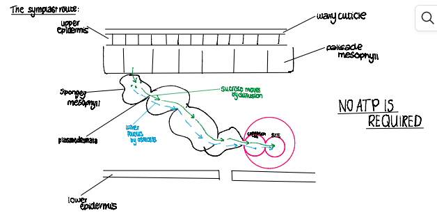 <ul><li><p><span><span>the sucrose diffuses through the cytoplasm in neighbouring mesophyll cells, moving through plasmodesmata</span></span></p></li><li><p><span><span>this does not require ATP so it is </span><strong><em><span>passive</span></em></strong></span></p></li><li><p><span><span>the sucrose</span><strong><em><span> lowers the water potential</span></em></strong><span> of the cytoplasm in the neighbouring c</span><strong><em><span>e</span></em></strong><span>ll</span></span></p></li><li><p><span><span>water follows by osmosis </span><span><br></span></span> </p></li></ul><p></p>