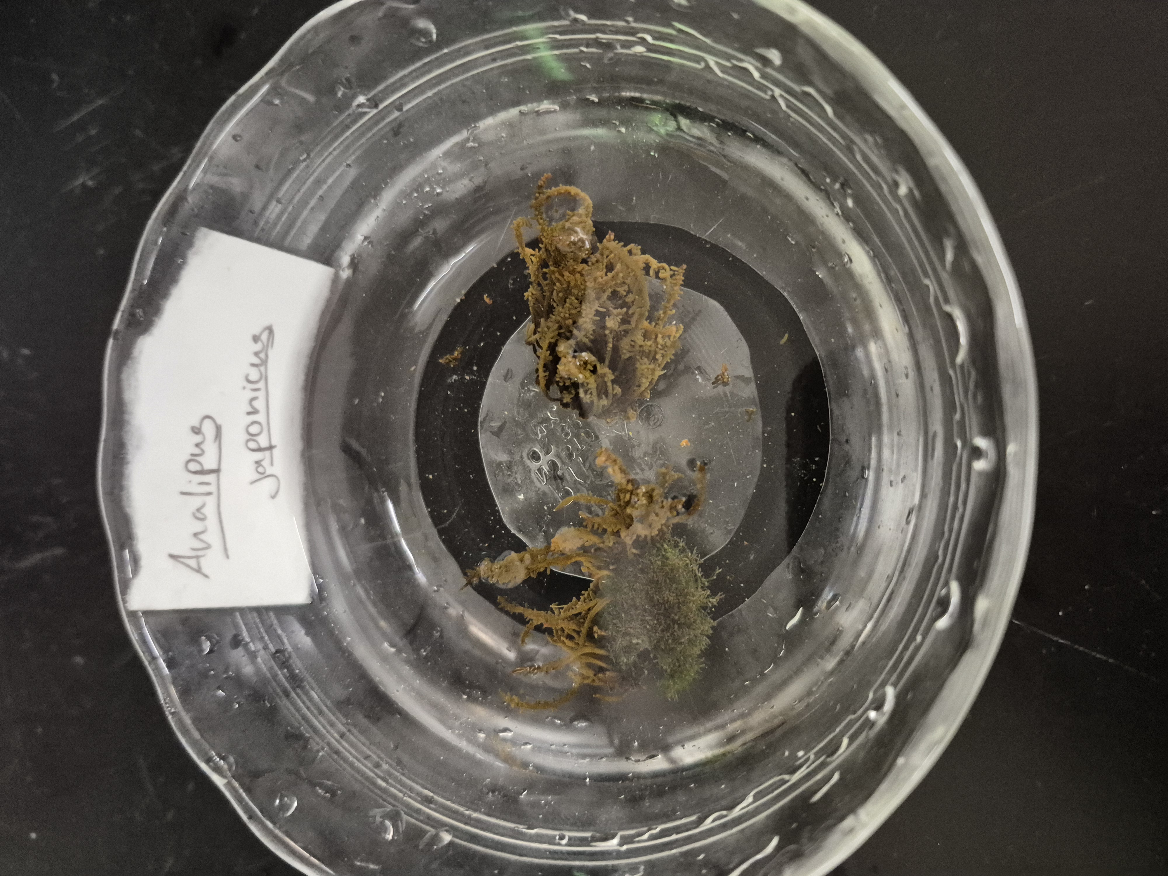 <p>Analipus japonicus</p>