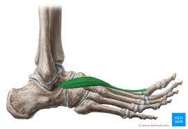 Extends MTP (toe 1) 