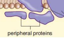 <p>bound through electrostatic interactions with the lipid bilayer, especially at lipid rafts, or to other transmembrane or embedded proteins</p><p>ex. G proteins found in G protein-coupled receptors</p>
