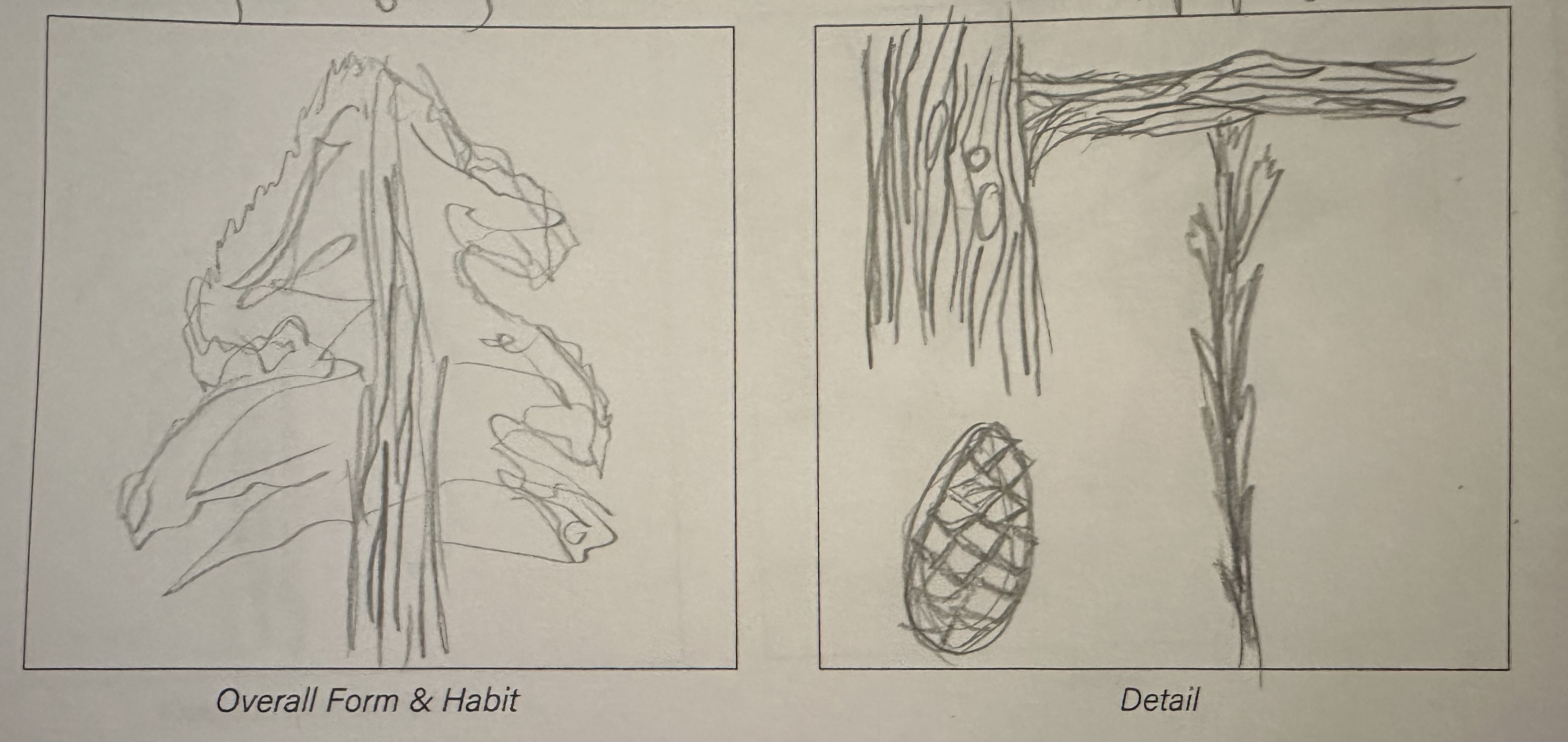 <ul><li><p>large evergreen tree</p></li><li><p>300’ t, 75’ w</p></li><li><p>native to west slopes of Sierra Nevadas</p></li><li><p>full sun, part shade</p></li><li><p>moderate water</p></li><li><p>deep, rich soil</p></li><li><p>evergreen, needles; stiff, sharp scales</p></li><li><p>cone fruit’ 2”, red/brown</p></li><li><p>heavy sweeping branches</p></li><li><p>propagate thru fire</p></li><li><p>found on west campus, on crescent lawn</p></li></ul><p></p>