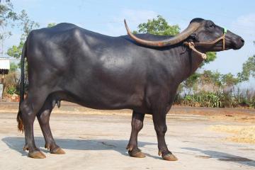 <p>The breed can be easily identified by its long, sword shaped, sometimes twisted horns, which measure from 45-50cm upto 1-1.5m of length.</p>