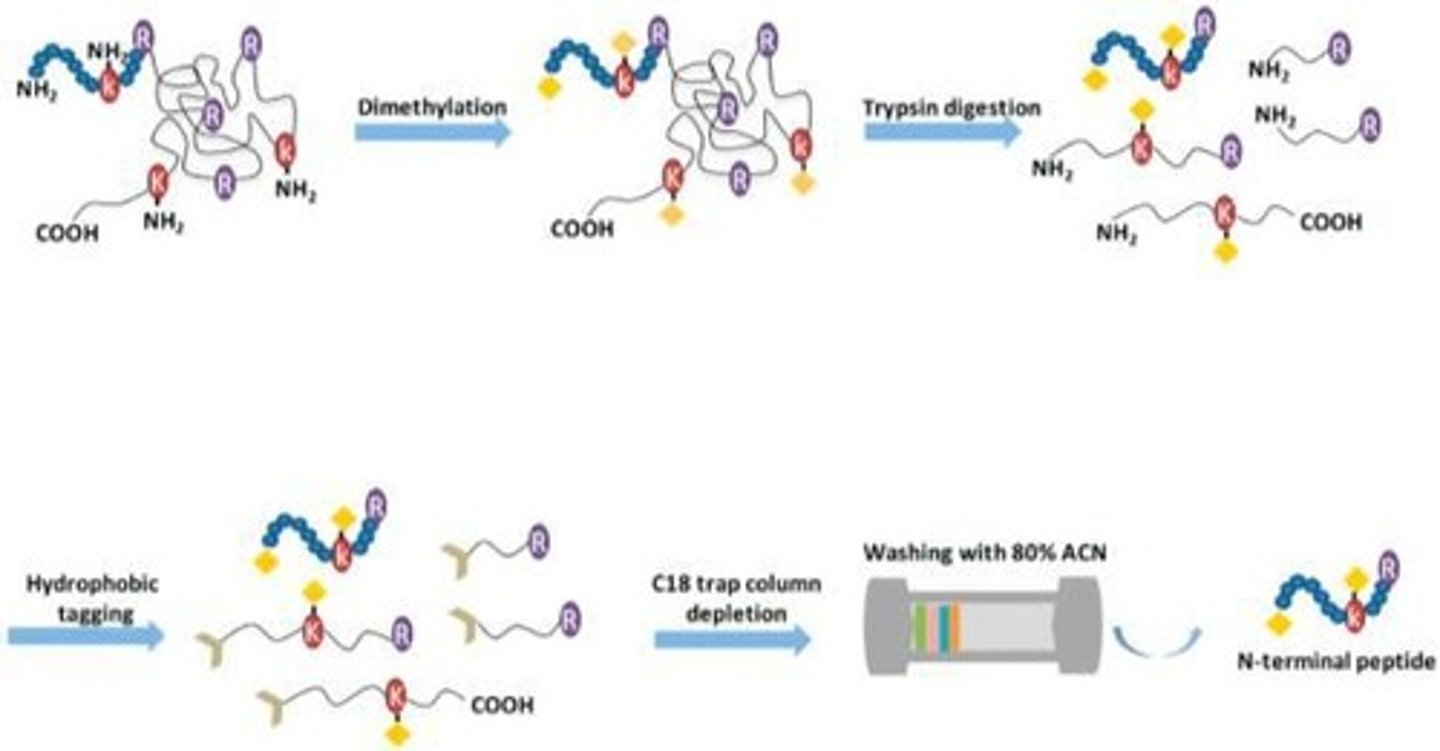 <p>Edman degradation - Tag the N-terminal residue with Edmans reagent.</p><p><span>It can only sequence relatively short peptides, usually up to about 50 amino acids.</span></p><p></p>
