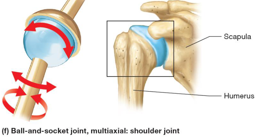 <ul><li><p>Synovial joint</p></li><li><p>Articulating surface is spherical, fits into cup-shaped depression in other bone</p></li><li><p>Multiaxial movement</p></li></ul><p></p>
