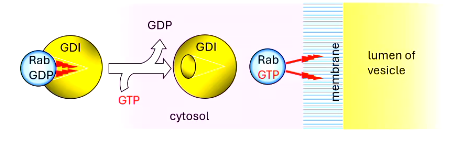 <p>Rabs</p><p>doubly</p><p>15</p><p>20</p><p>GDP dissociation inhibitor</p><p>GTP</p><p>GTP</p><p>membrane</p>