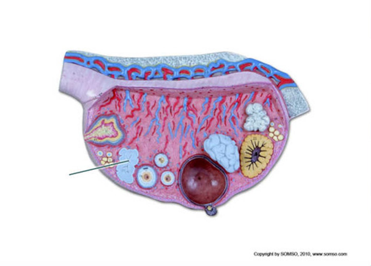<p>corpus albicans</p>