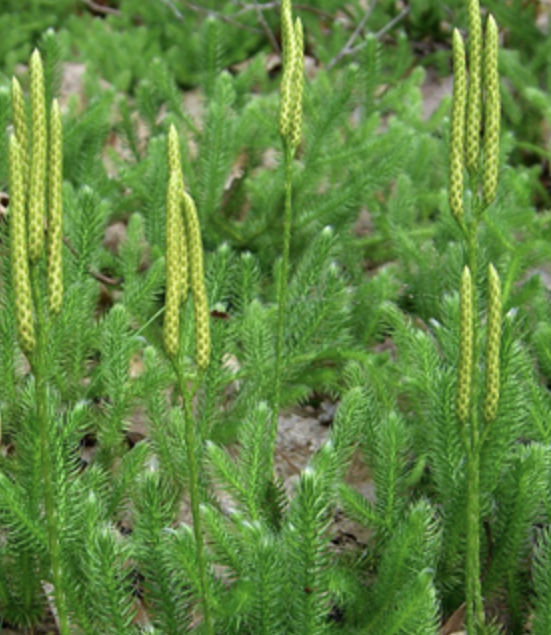 <ul><li><p>vascular tissue </p></li><li><p>microphylls </p></li><li><p>reproduce w/ spores </p></li></ul><p></p>