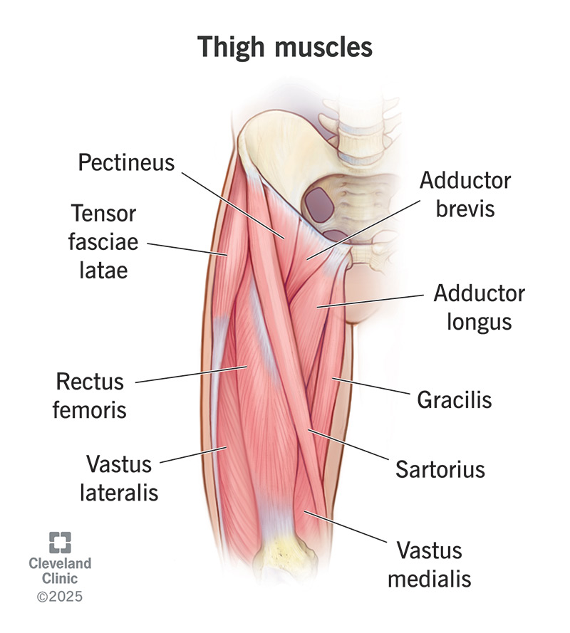 <p>medial compartment of the thigh</p>