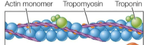 <p>myosin binding sites; blocked by tropomyosin, held in place by troponin; repeating spheres</p>
