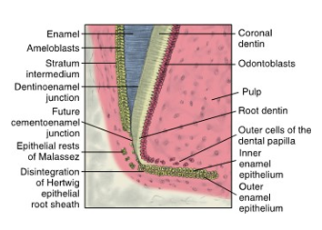<ul><li><p>structure responsible for root development</p></li><li><p>the most cervical part of enamel organ</p></li><li><p>bilayer rim that consists of only inner enamel epithelium (IEE) and outer enamel epithelium (OEE)</p></li><li><p>grows deeper into surrounding ectomesenchyme of dental sac and forms the Hertwig epithelial root sheath (HER)</p></li></ul><p></p>
