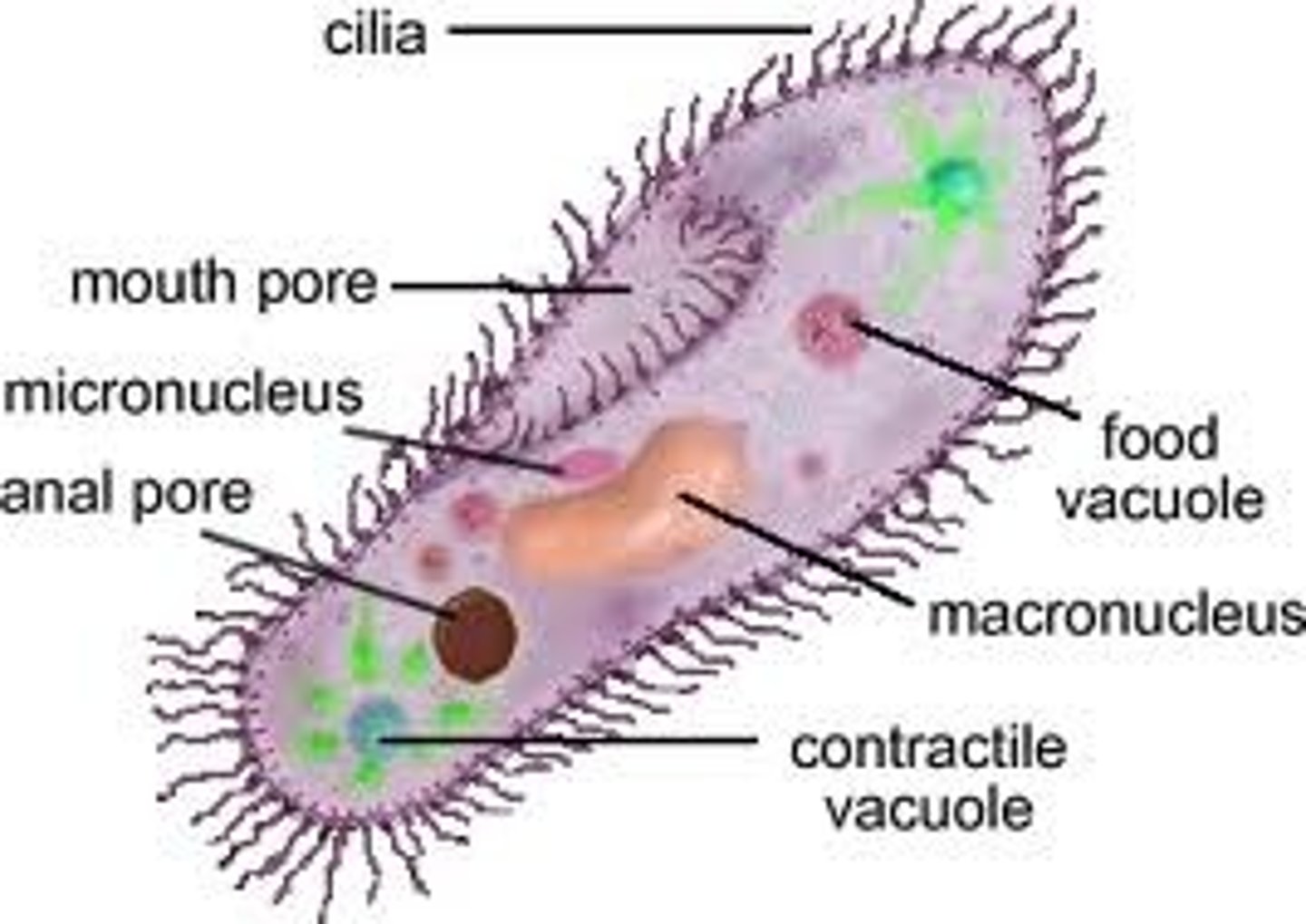 <p>Structure:</p><p>-possesses a 9+2 arrangement</p><p>- made up of microtubules that slide up each other.</p><p>Function:</p><p>- gives wave-like motion to help the cell move (e.g: nose hair)</p>