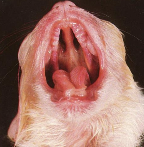 <p>what does this image show?</p>