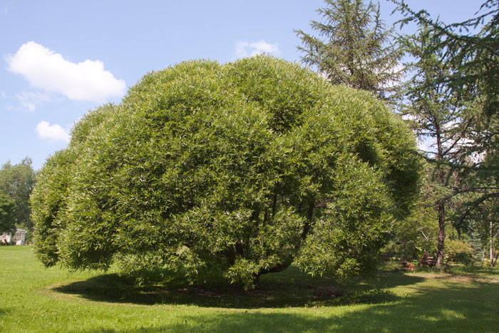 <p>Terijoensalava</p>