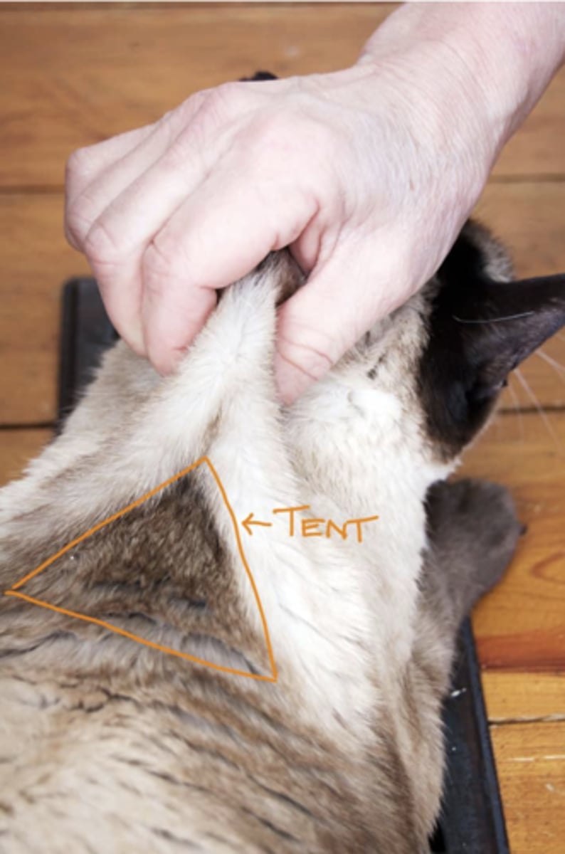 <p>False statement that is corrected: Insert the needle at the base of the skin tent and aspirate</p>