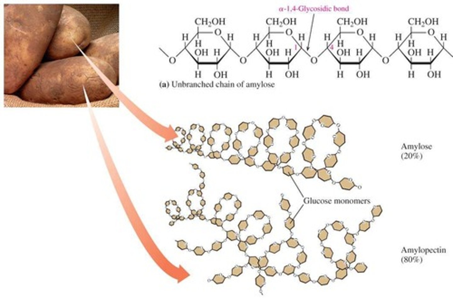 <p>Energy storage in plants.</p>