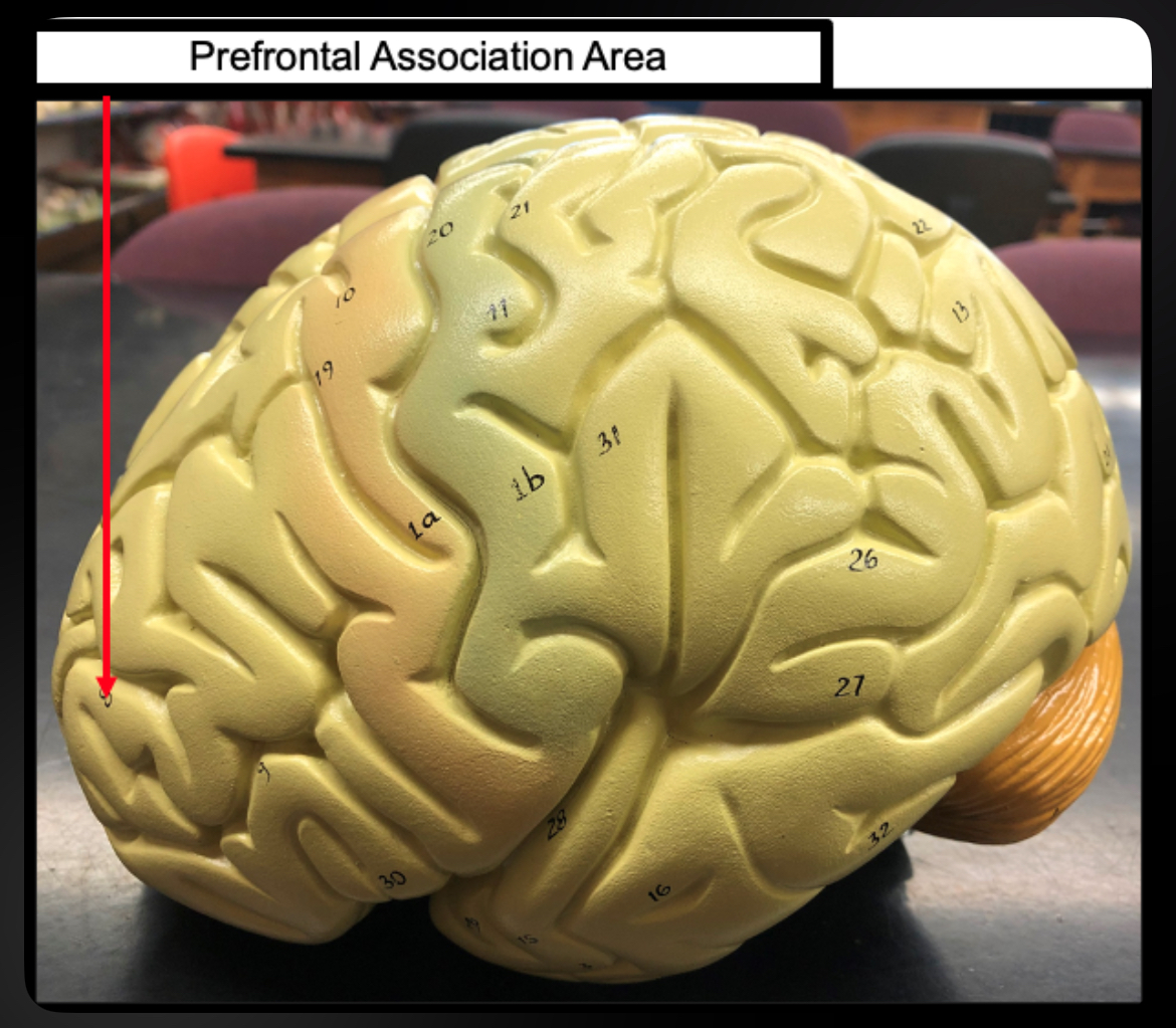 <p>Prefrontal Association Area</p>