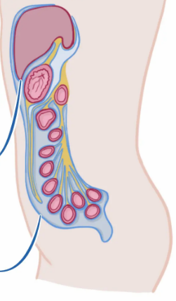 <p>The double-layered serous membrane that lines the abdominal cavity and covers many abdominal organs.</p>