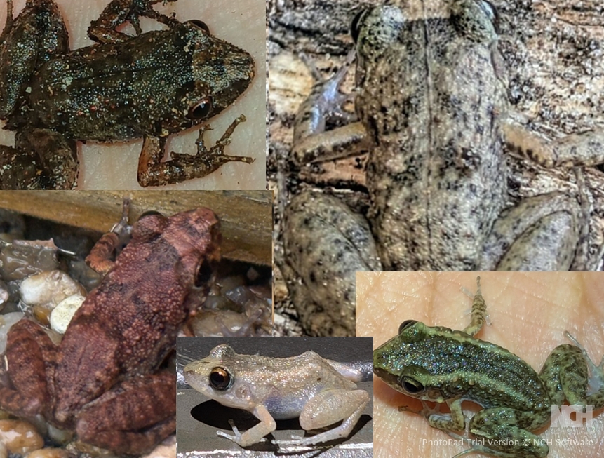 <p>Greenhouse Frog, no tadpole stage, striped or mottled, variable color</p>