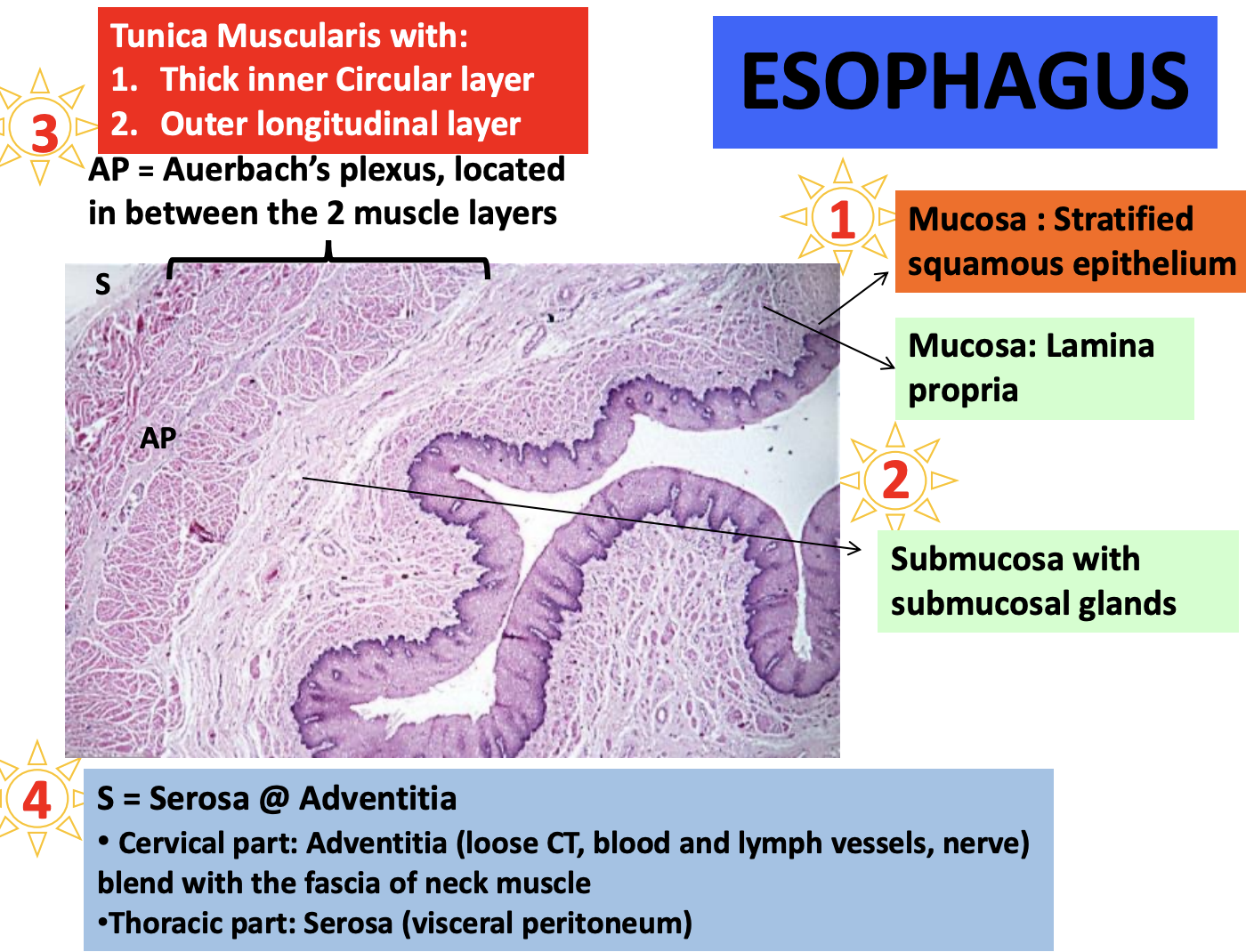 <p><strong><u>Epithelium:</u> </strong><span style="color: red"><strong>Stratified squamous epithelium</strong></span></p><p><strong><u>Lamina propria:</u> </strong><span style="color: red"><strong>Loose connective tissue </strong></span></p><p><strong><u>Muscularis mucosa:</u> </strong><span style="color: red"><strong>Smooth muscle </strong></span></p><p></p>