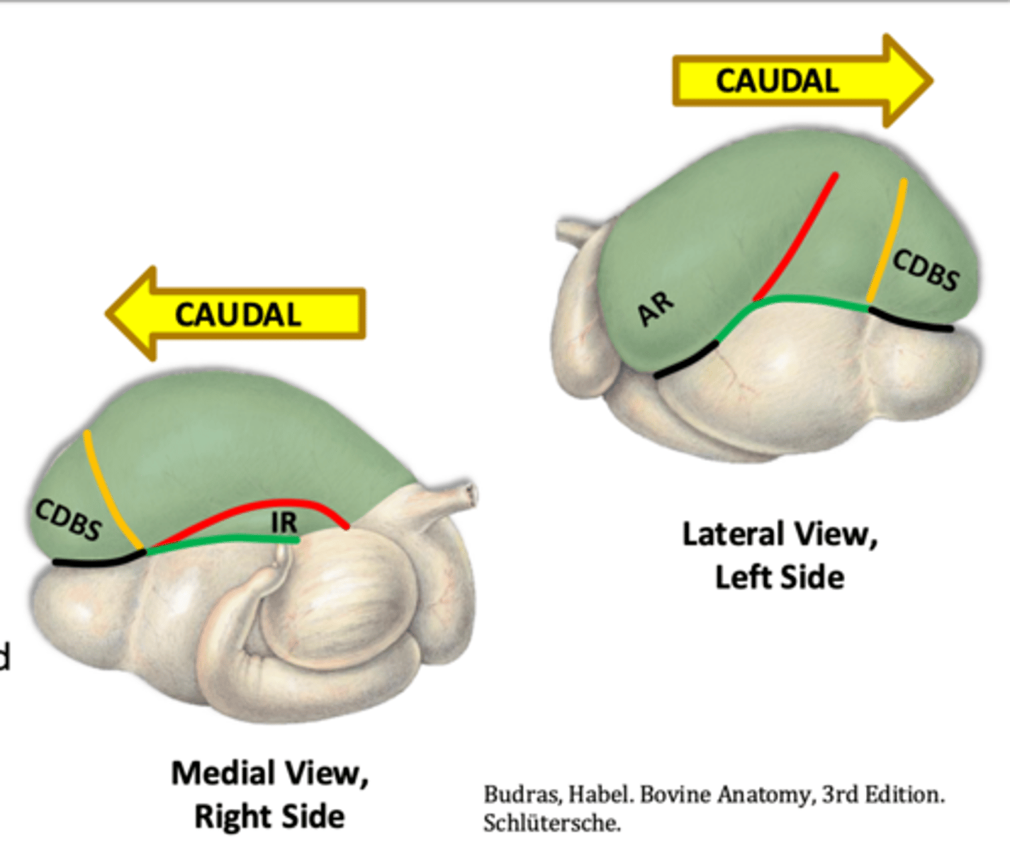 <p>how would you describe the location of the insula ruminis-IR</p>