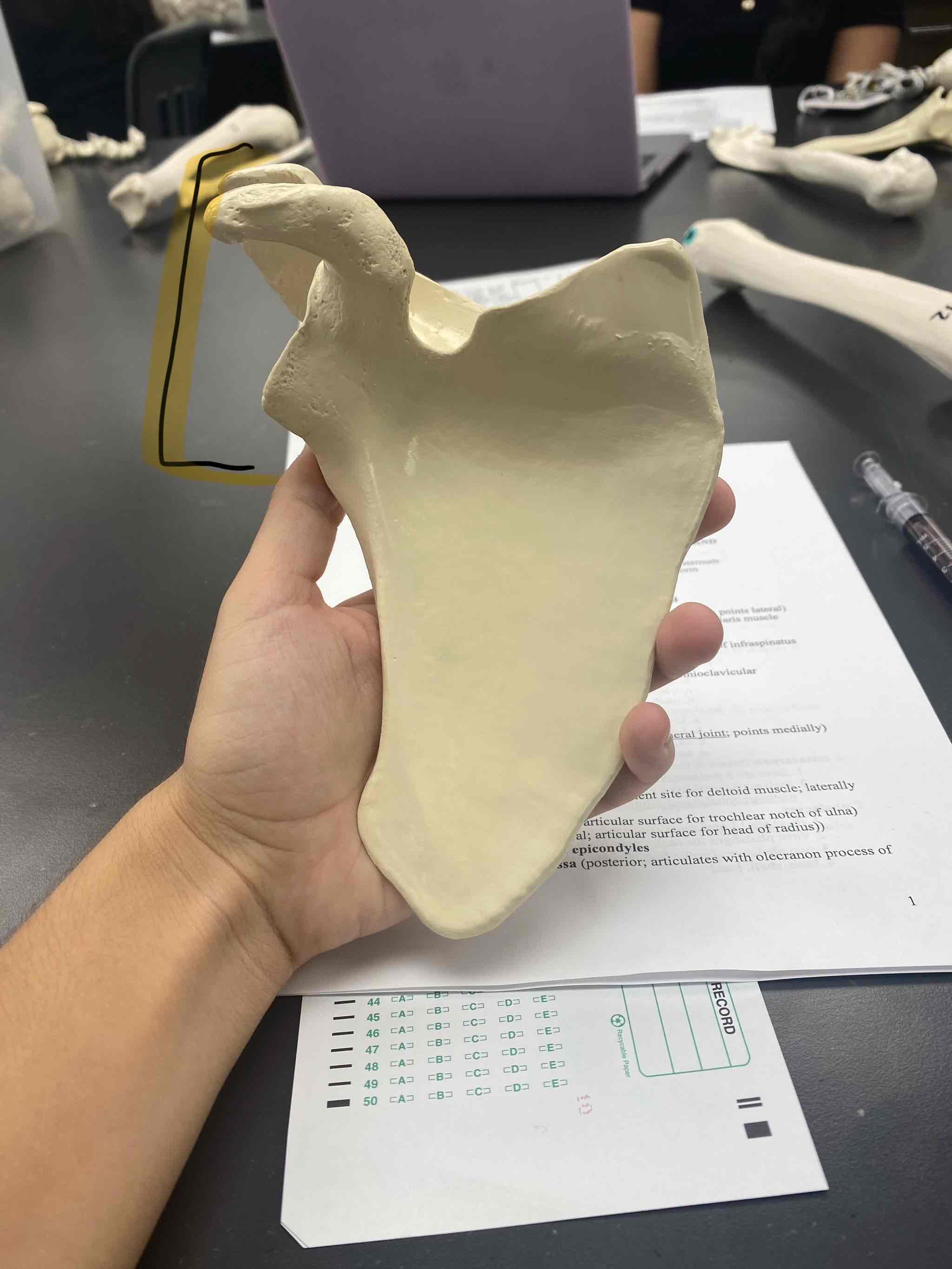 <p><span>name the bone and landmark</span></p>