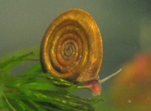 <p>Anisus vortex, pyörrekiekkokotilo</p>