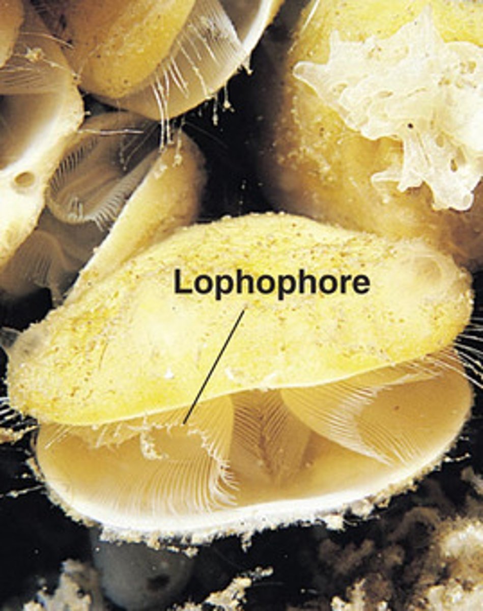 <p>included in lophophorate clade and resemble clams</p>