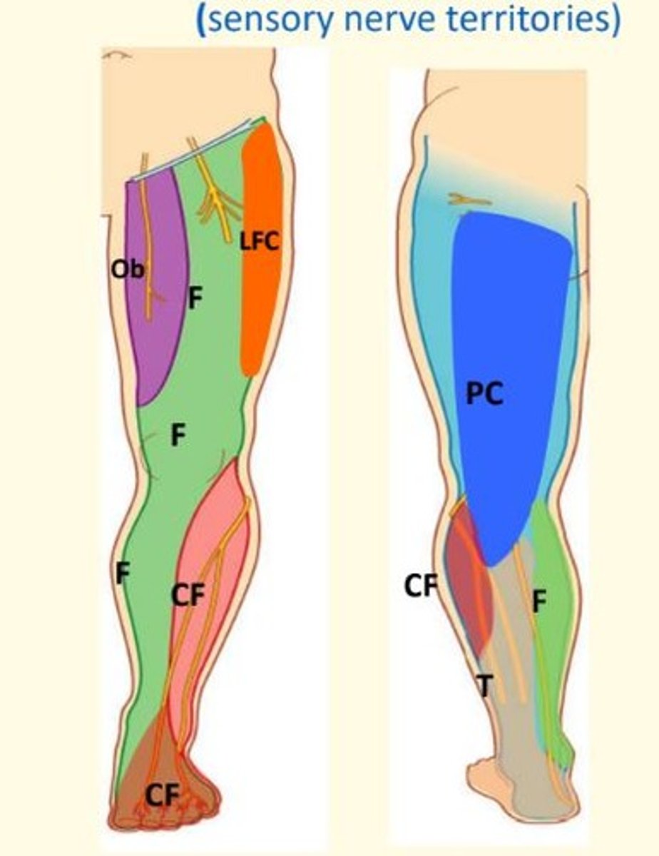 <p><strong><mark data-color="rgba(0, 0, 0, 0)" style="background-color: rgba(0, 0, 0, 0); color: inherit;">lateral femoral cutaneous nerve (lateral thigh), saphenous nerve (anteromedial leg and foot), and posterior cutaneous nerve of the thigh (posterior thigh)</mark></strong><span><span>.</span></span></p>