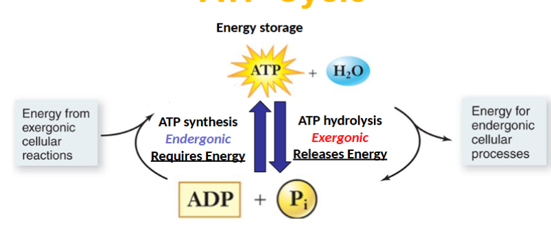 <p>Input: ATP+H2O</p><p>Output:ADP +Pi</p>