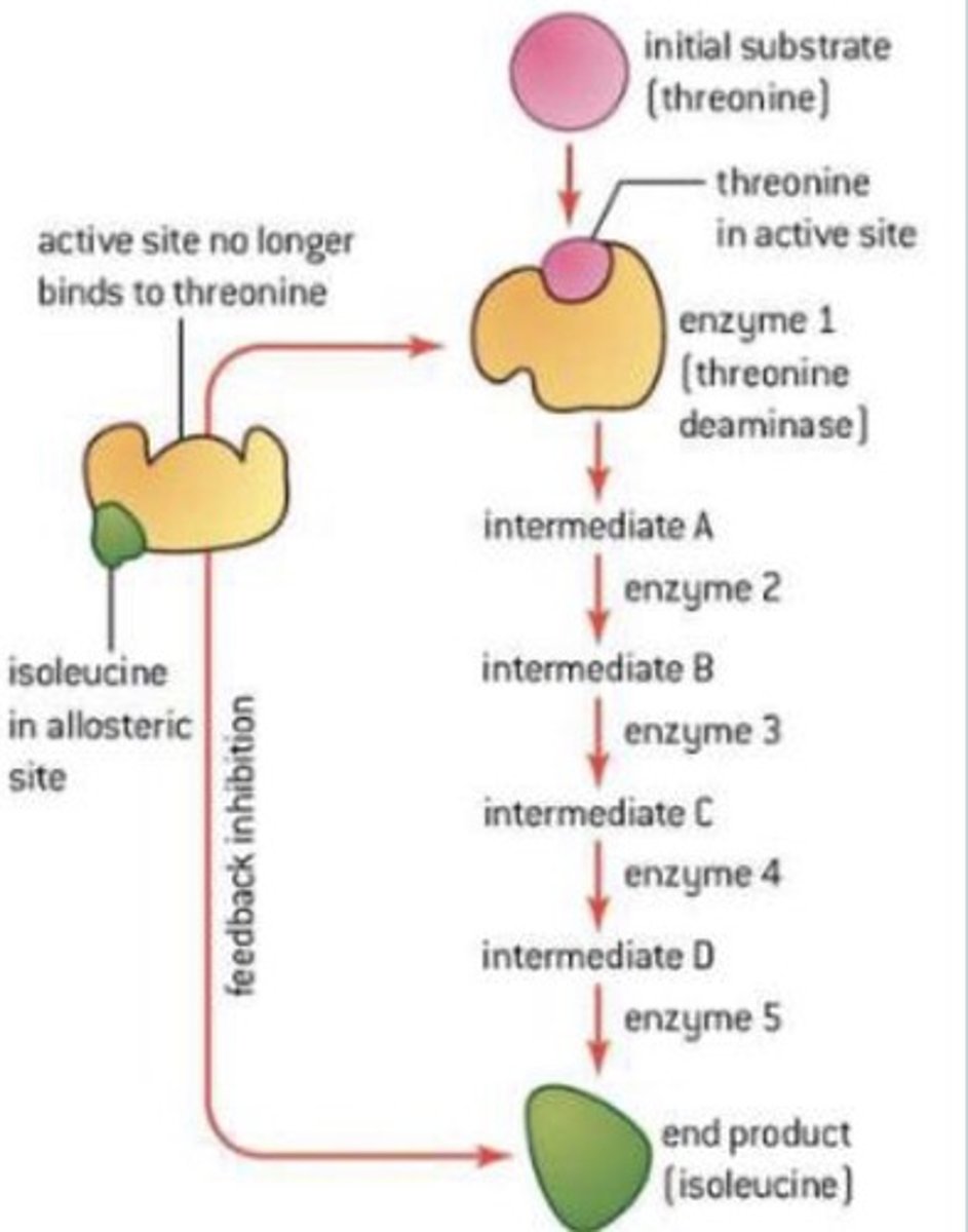 <p>The synthesis of isoleucine in plants and bacteria:</p><p>1. Threonine combines with the enzyme threonine deaminase.</p><p>2. It goes through several intermediate conversions before producing isoleucine as its product.</p><p>3. The isoleucine combines with the allosteric site of the threonine deaminase, altering the active site so it can no longer combine with threonine.</p><p>4. This renders the path inactive and no more isoleucine is produced.</p><p>5. When isoleucine is used up the path reactivates.</p>