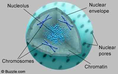 <p>Control center of the cell, has chromosomes that contain your DNA, separated by rest of cell by nuclear membrane</p>