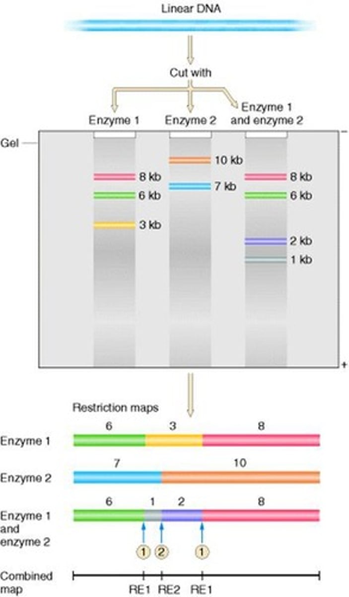 <p>Enzymes that cut DNA at specific sequences.</p>