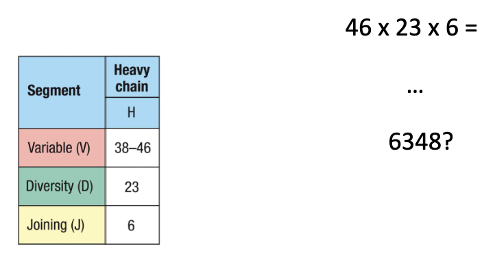 <ul><li><p>V: 38–46 × D: 23 × J: 6</p></li><li><p><strong>Total combinations:</strong> 38×23×6 = 6,348</p></li></ul><p></p>