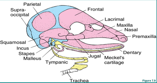 <p>encircles the external nares, forming the snout</p><p>made up of </p><ul><li><p>maxilla and premaxilla</p></li><li><p>nasal (sits right next to the nares)</p></li><li><p>septomaxilla (adjacent to the nasal bones), not always present</p></li></ul><p></p>