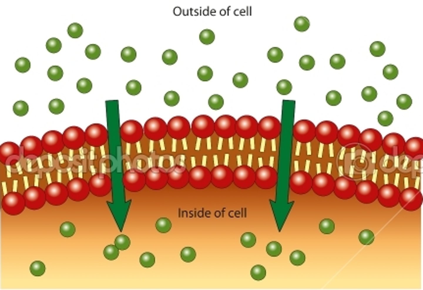 <p>Doesn't require energy, depends on concertation gradient <br>Direct transport of molecules across the cell membrane<br>Small uncharged molecules or lipid soluble molecules pass between the phospholipids to enter or leave the cell, moving from areas of high concentration to areas of low concentration</p>