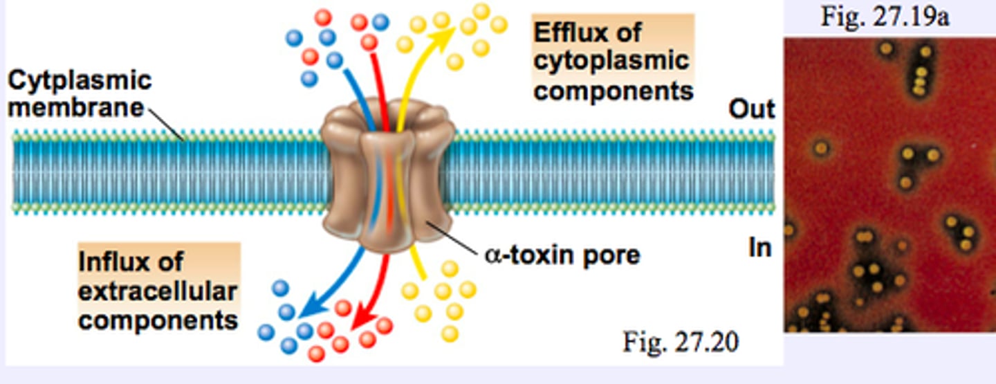 <p>toxins that degrade cytoplasmic membrane integrity which results in cell lysis and death</p>