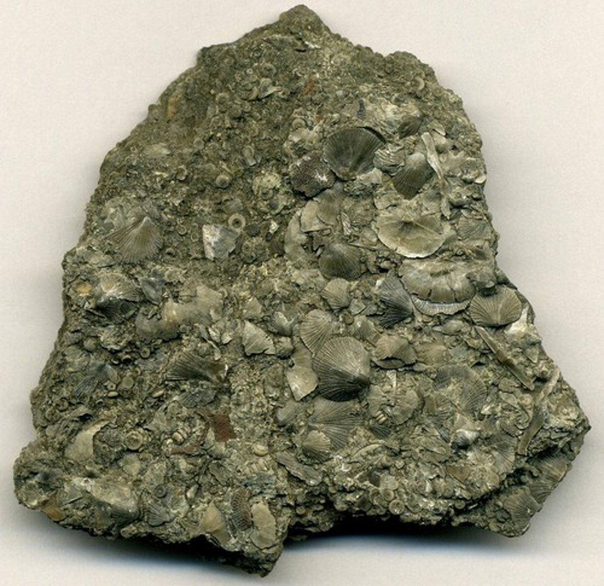 <p>Sedimentary Rock<br>Color:<br>Streak:<br>Luster:<br>Cleavage:<br>Hardness:<br>Specific Gravity:</p>
