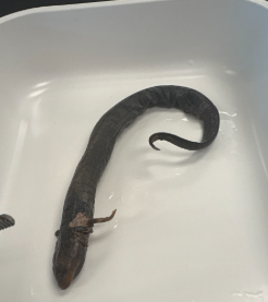 <p>Family: Sirenidae</p><p>No hind limbs</p><p>4 toes on each foot</p><p>35 costal grooves</p><p>southern and sandhills</p><p>pointy tail</p>