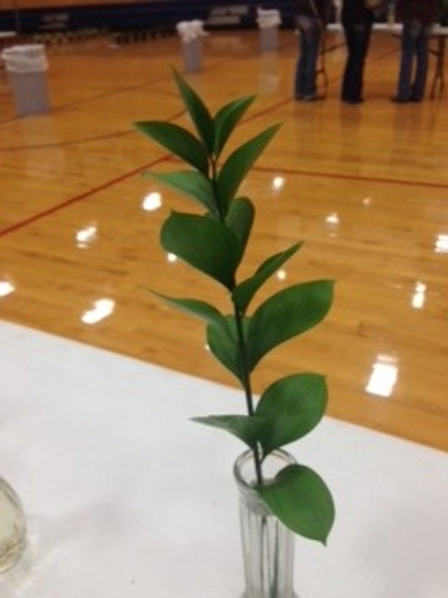 <p>Israeli Ruscus</p>