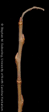 <ul><li><p>riparian, shade intol</p></li><li><p>branchy / forky, sprouting</p></li><li><p>leaves: 3-6 in, taper to point, skinny, fine toothed</p></li><li><p>buds: single scaled, tucked to twig, slightly fuzzy</p></li><li><p>bark: dark, shaggy, brown / black, deep grooves</p></li><li><p>repro: cone capsules w/ cottonseeds, catkins</p></li></ul>
