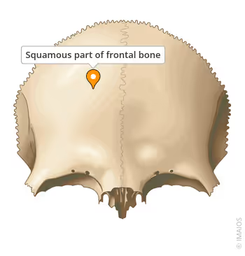 <p>vertical anterior-most part if the frontal bone (ie, forehead) FRONTAL</p>