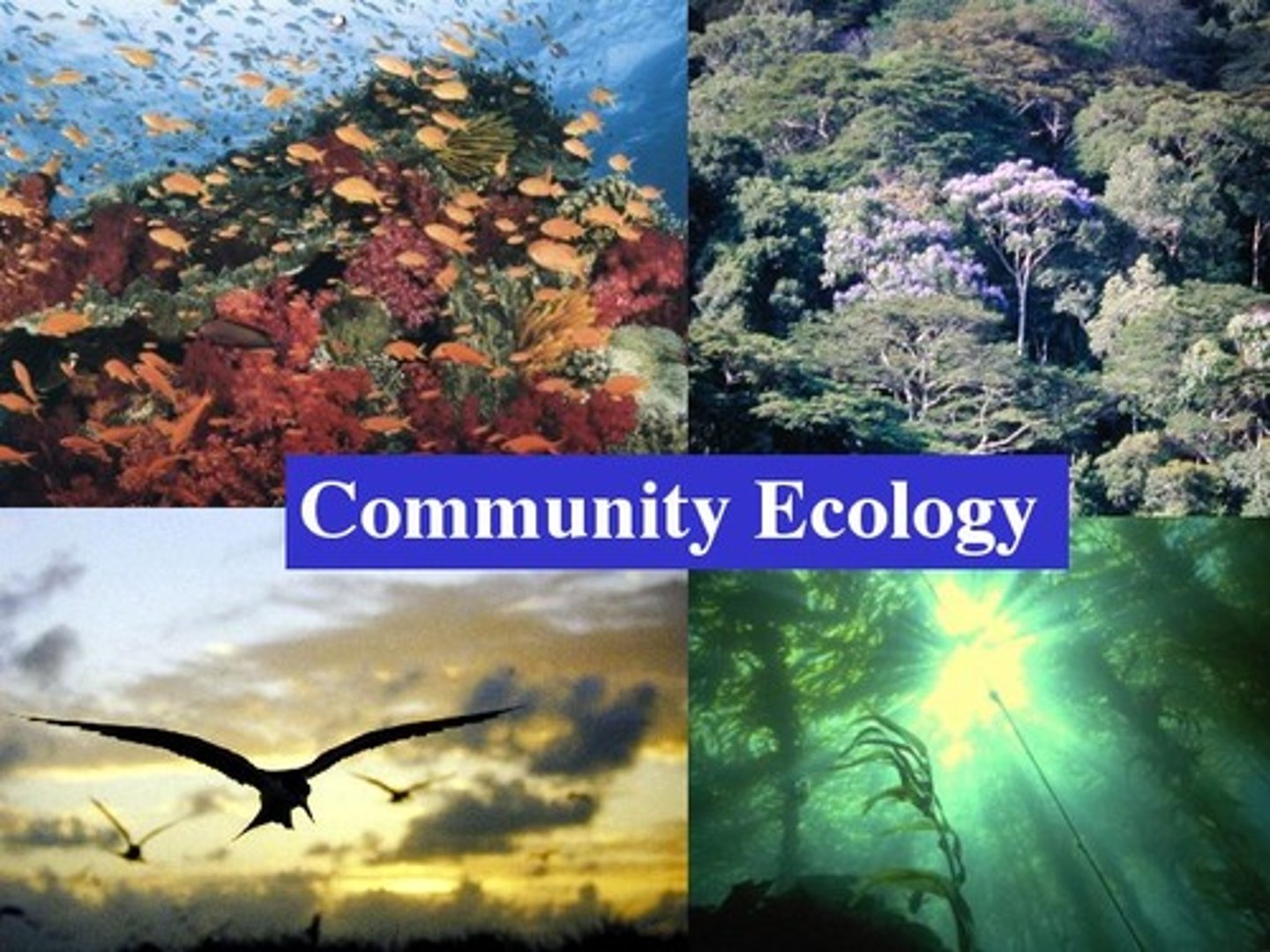 <p>a group of interdependent organisms inhabiting the same region and interacting with each other</p>