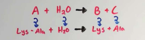 <p>breaks molecules apart with water (hydrolysis reaction)</p>